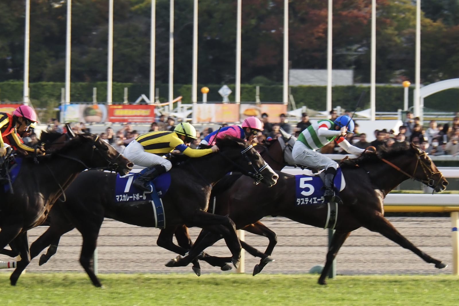Racehorses battle down the turf in front of the crowded stands during the Tenno Sho (Autumn) at Tokyo Racecourse.