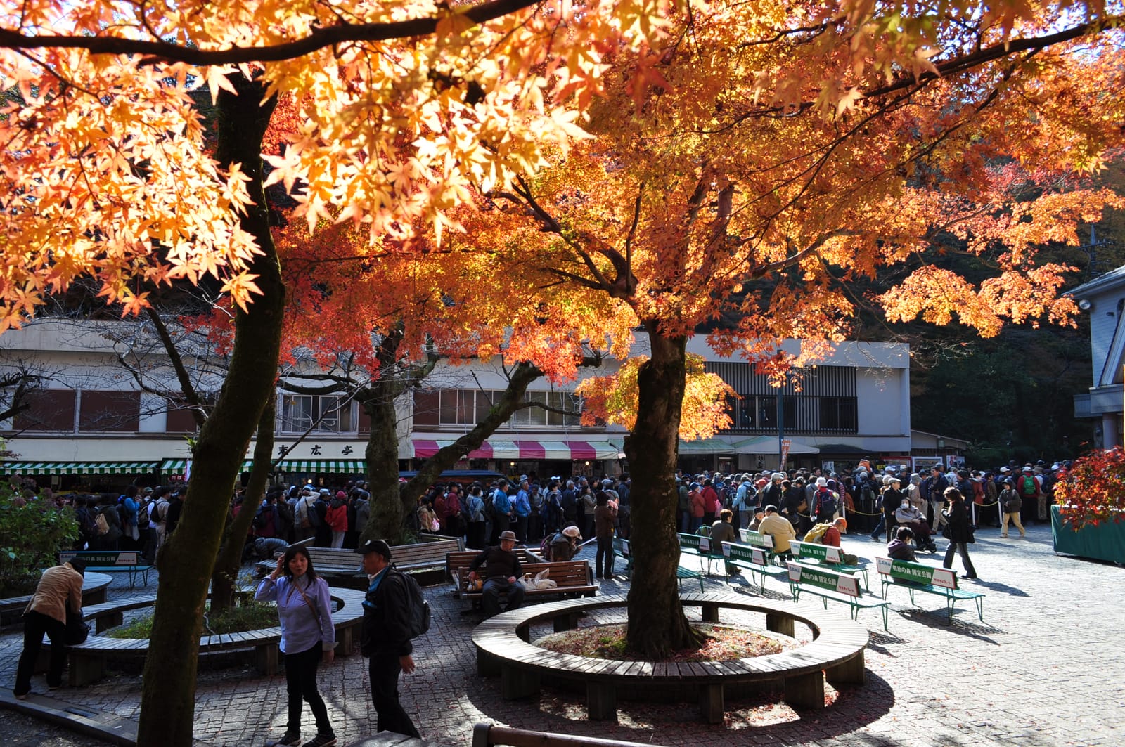 Orange autumn maples in the square in front of Kiyotaki Station at the foot of Mt. Takao, busy with hikers.