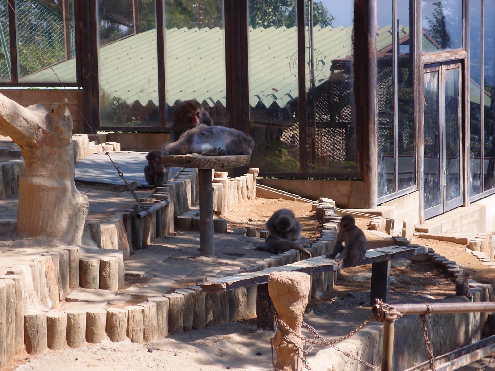 Japanese macaques resting on logs and platforms inside the Takao Monkey Park enclosure.
